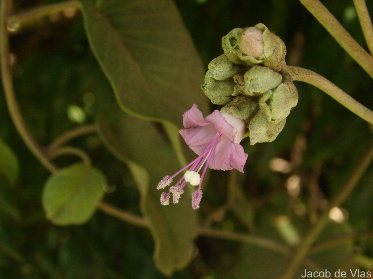 Argyreia osyrensis (Roth) Choisy